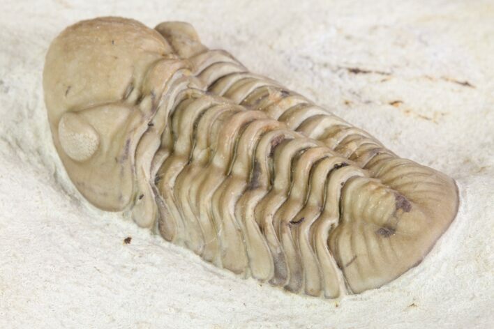 Detailed, Long Kainops Trilobite - Oklahoma #95686